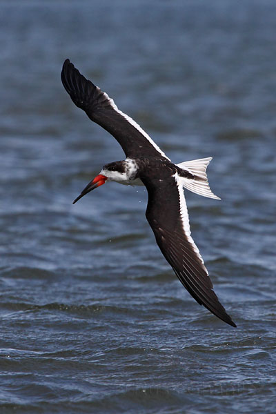 Black Skimmer © Russ Chantler